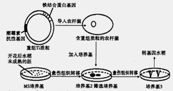 培育铁含量提升的转基因水稻 基因工程改善营养品质的实践与展望