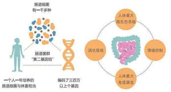 九旬抗“菌”记 敲开衰老胃肠的基因密码